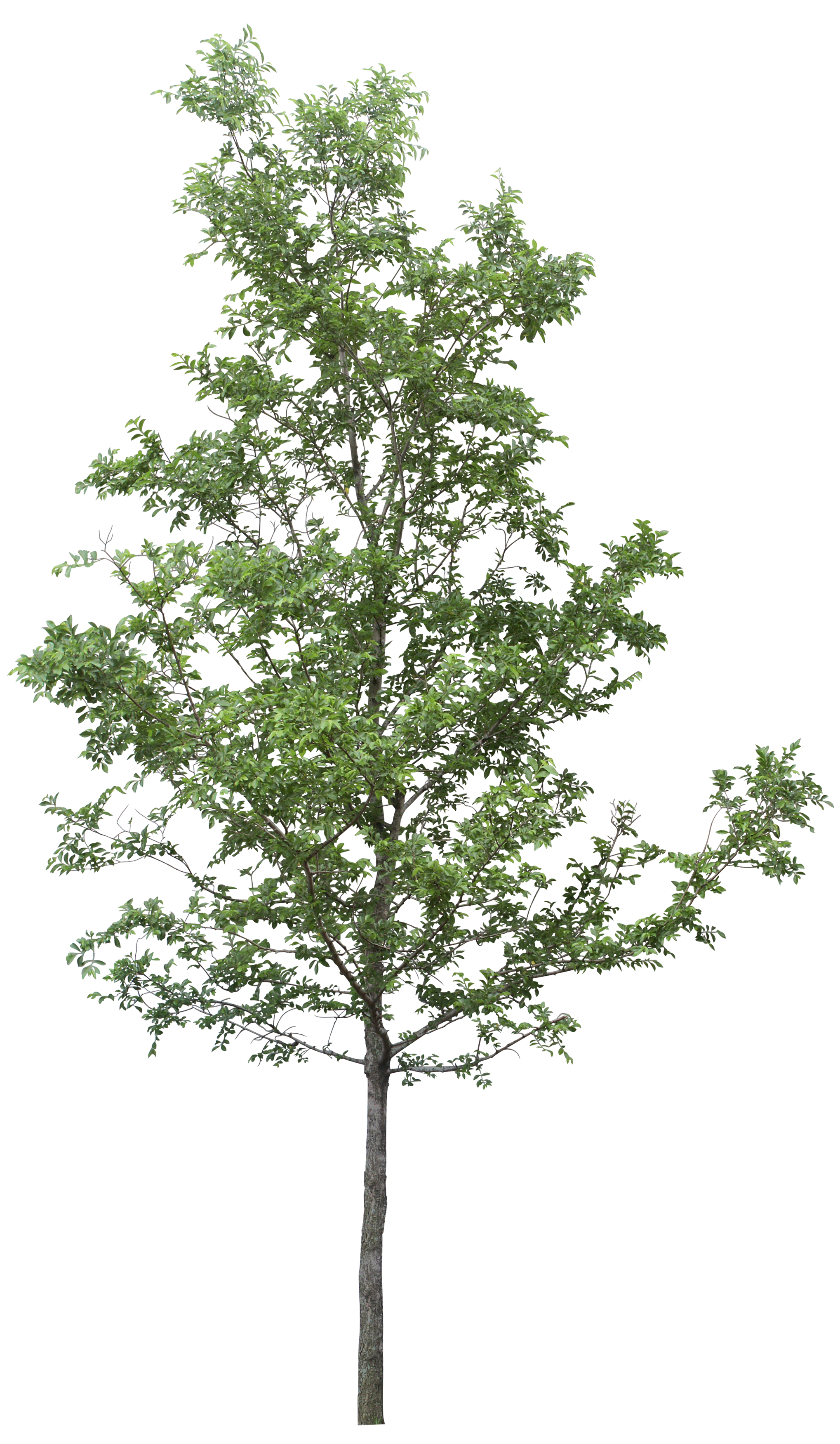 Tree png images, pictures, download free.