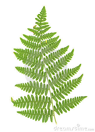 Ferns clipart 20 free Cliparts | Download images on Clipground 2021