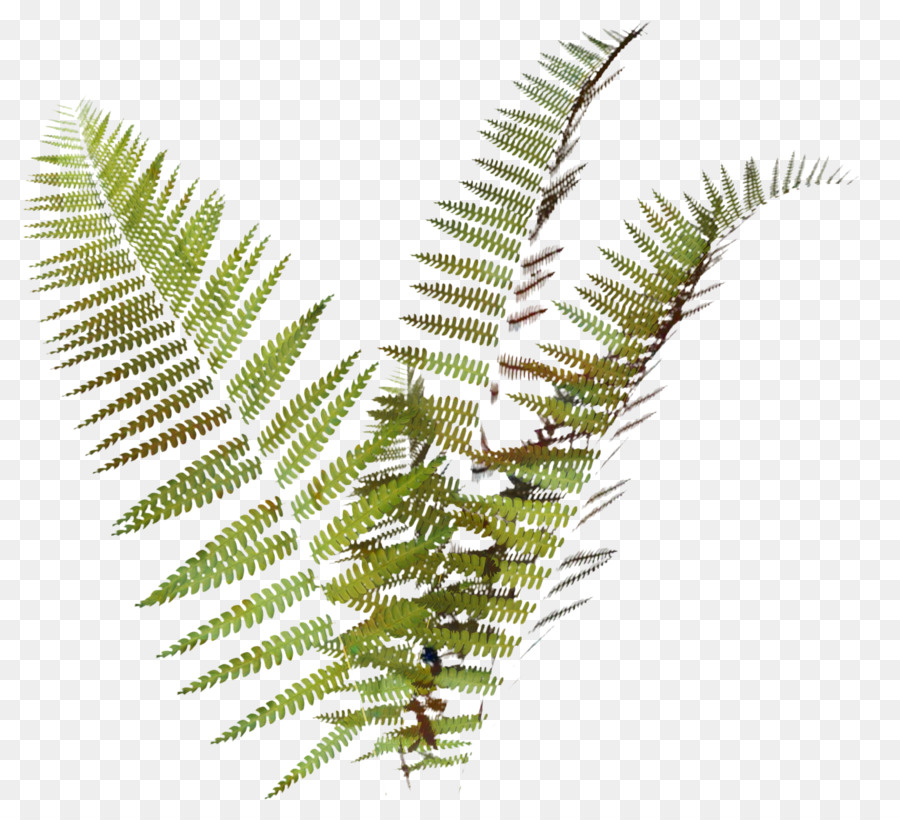 Cartoon Palm Tree png download.