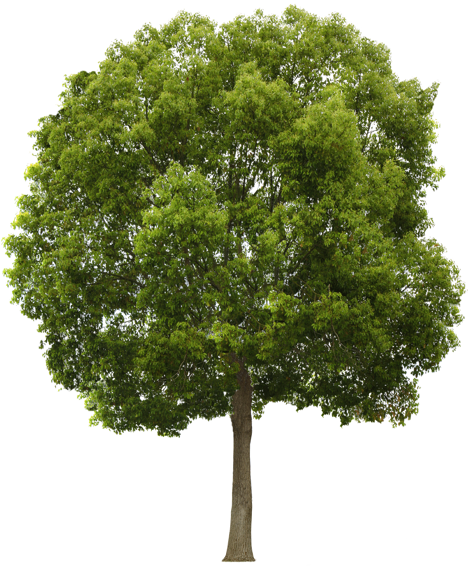 Tree Plan PNG, Top View Trees Clipart Transparent, Free.
