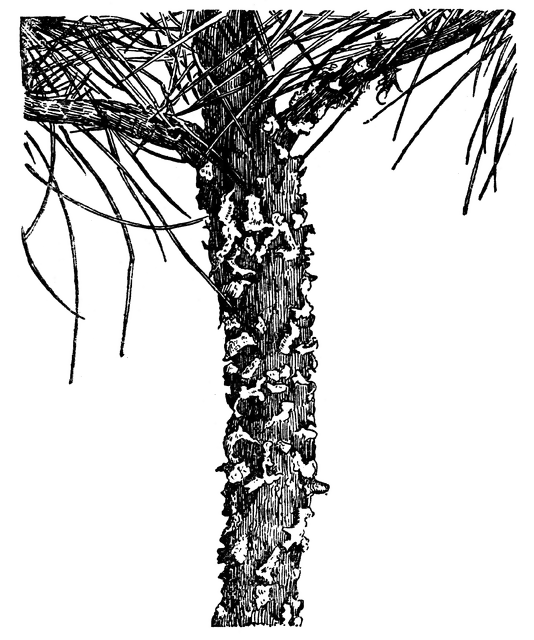 White Pine Tree Stem with Fungus.