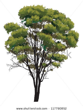 Eucalyptus trees clipart 20 free Cliparts | Download images on