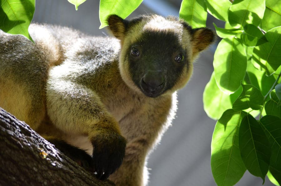 Tree Kangaroo Awareness Week 2016.