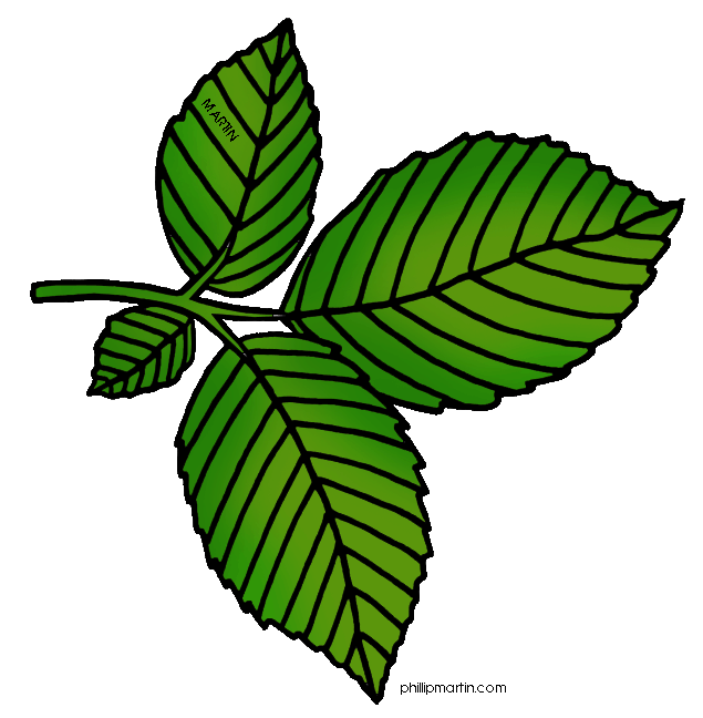 Tree leaves clipart.