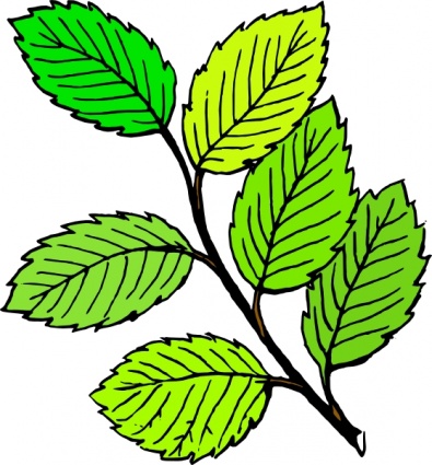 Tree leaves clipart.