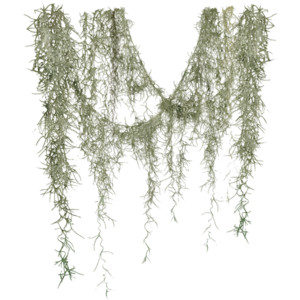 download spanish moss tree for free