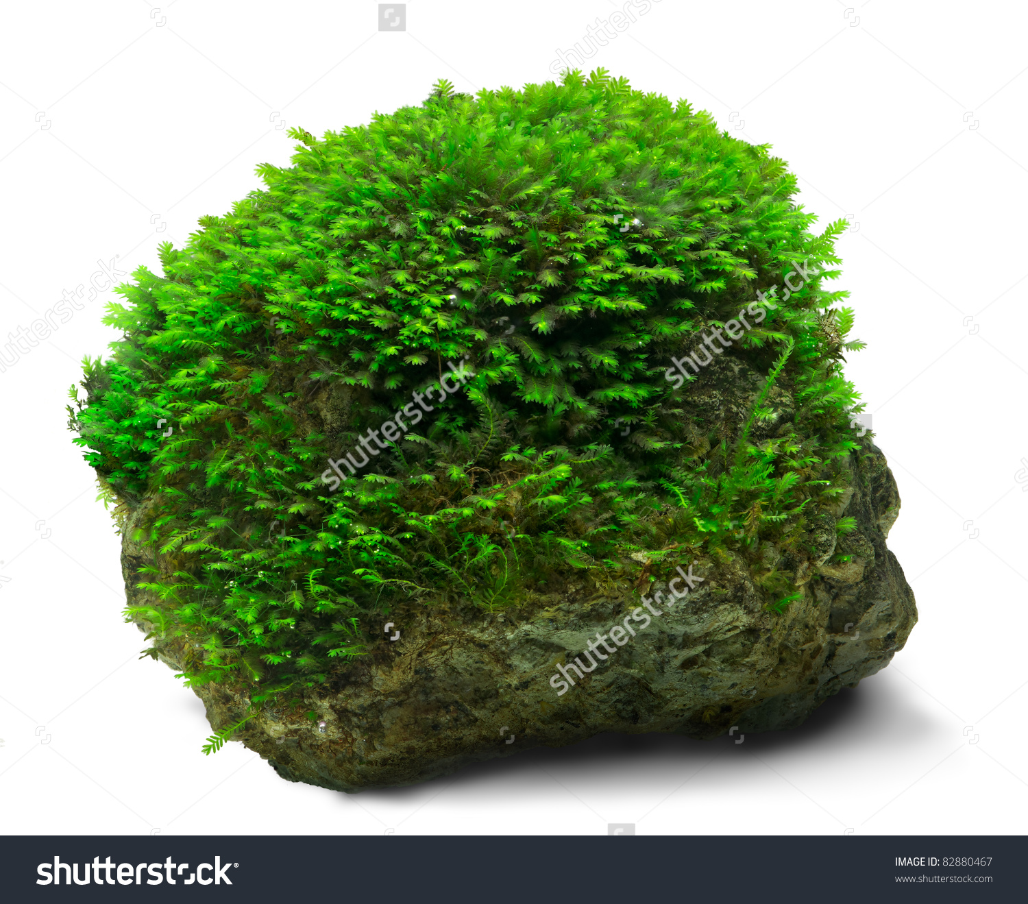 download free tree moss