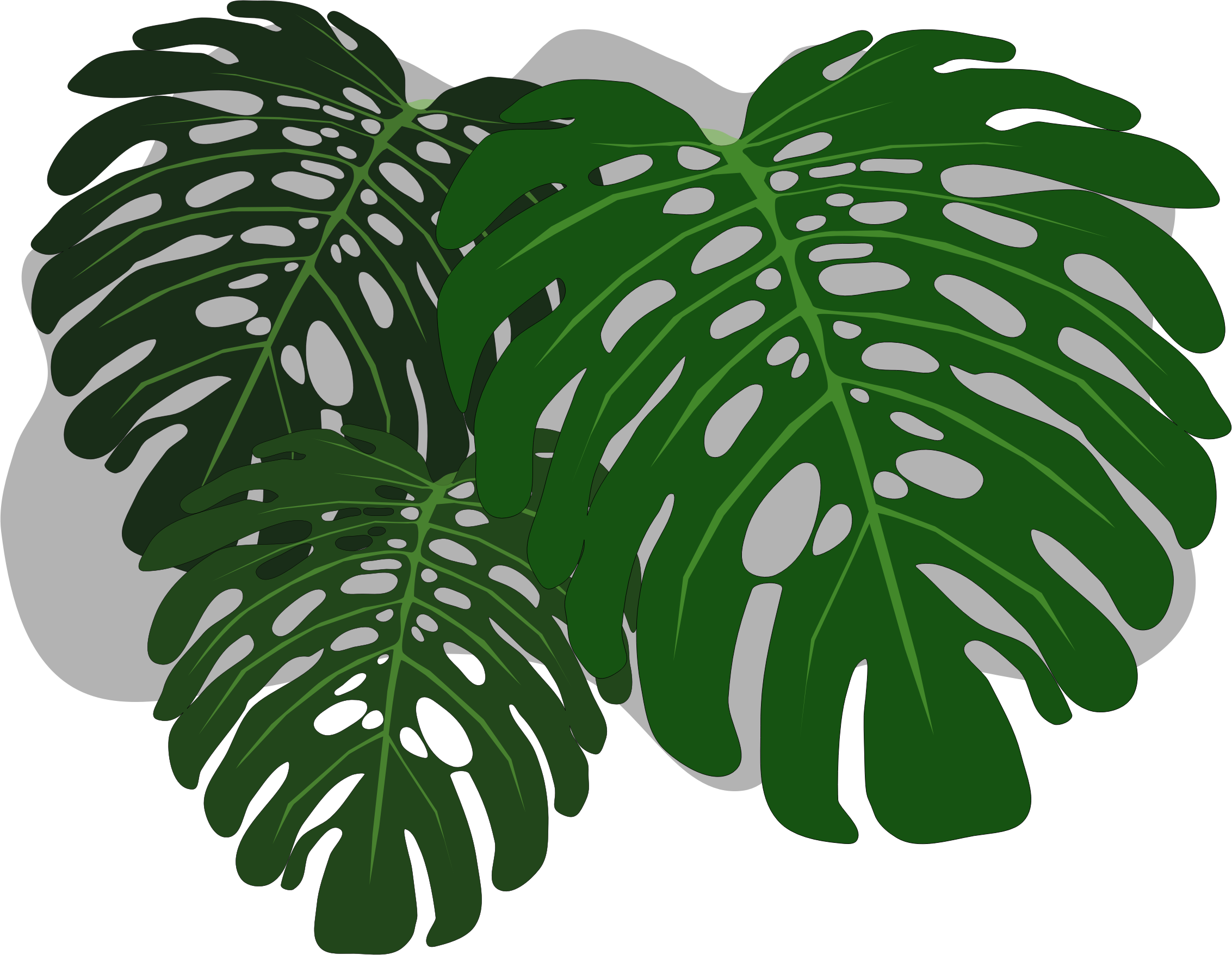 Philodendron clipart 20 free Cliparts | Download images on Clipground 2021