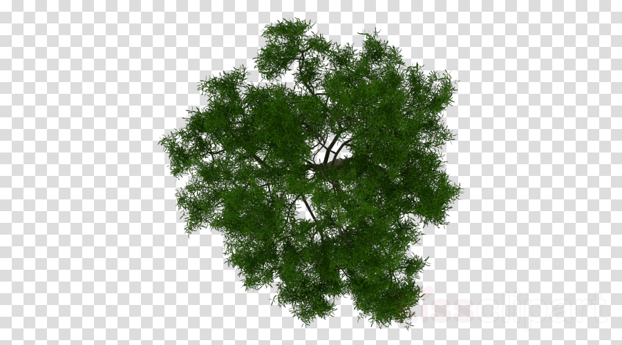 Tree Plan Drawing Clipart 10 Free Cliparts Download Images On 