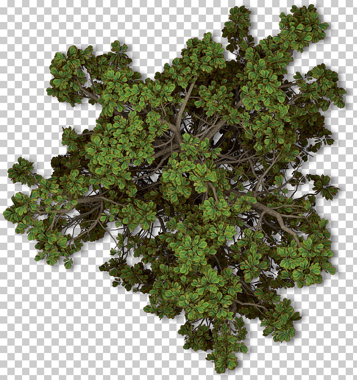 tree png clipart top view 10 free Cliparts | Download images on