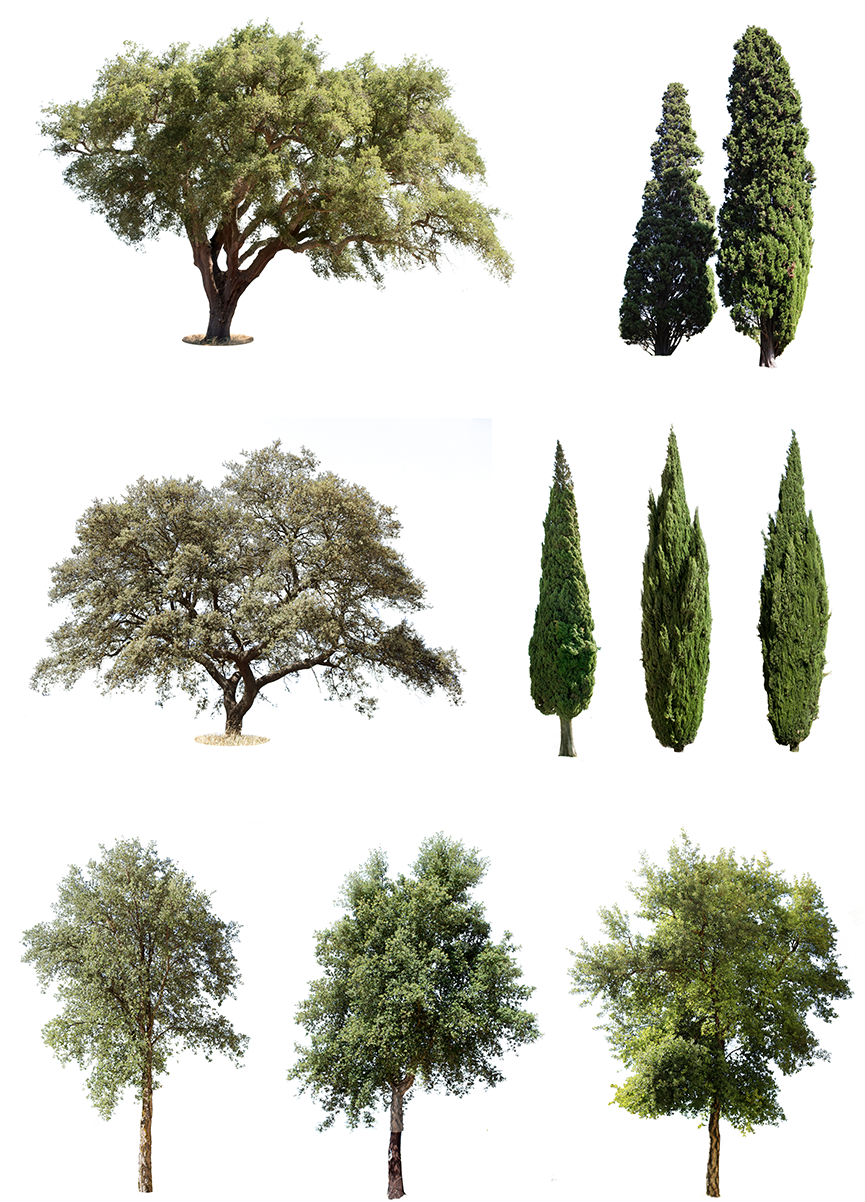 9 mediterranean trees pack 1.