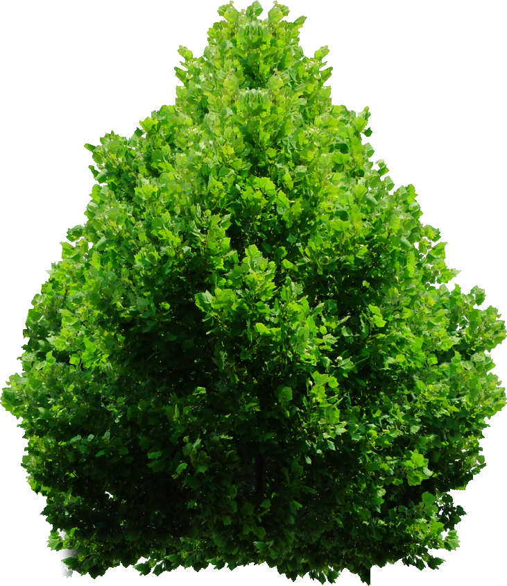 Shrub Png Plan Tree png #42045.