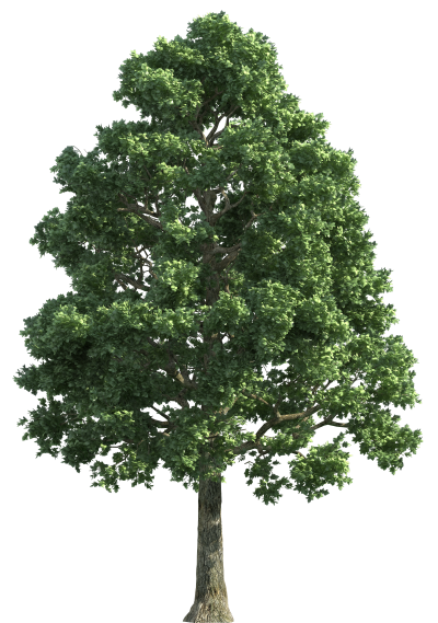 Download TREE Free PNG transparent image and clipart.