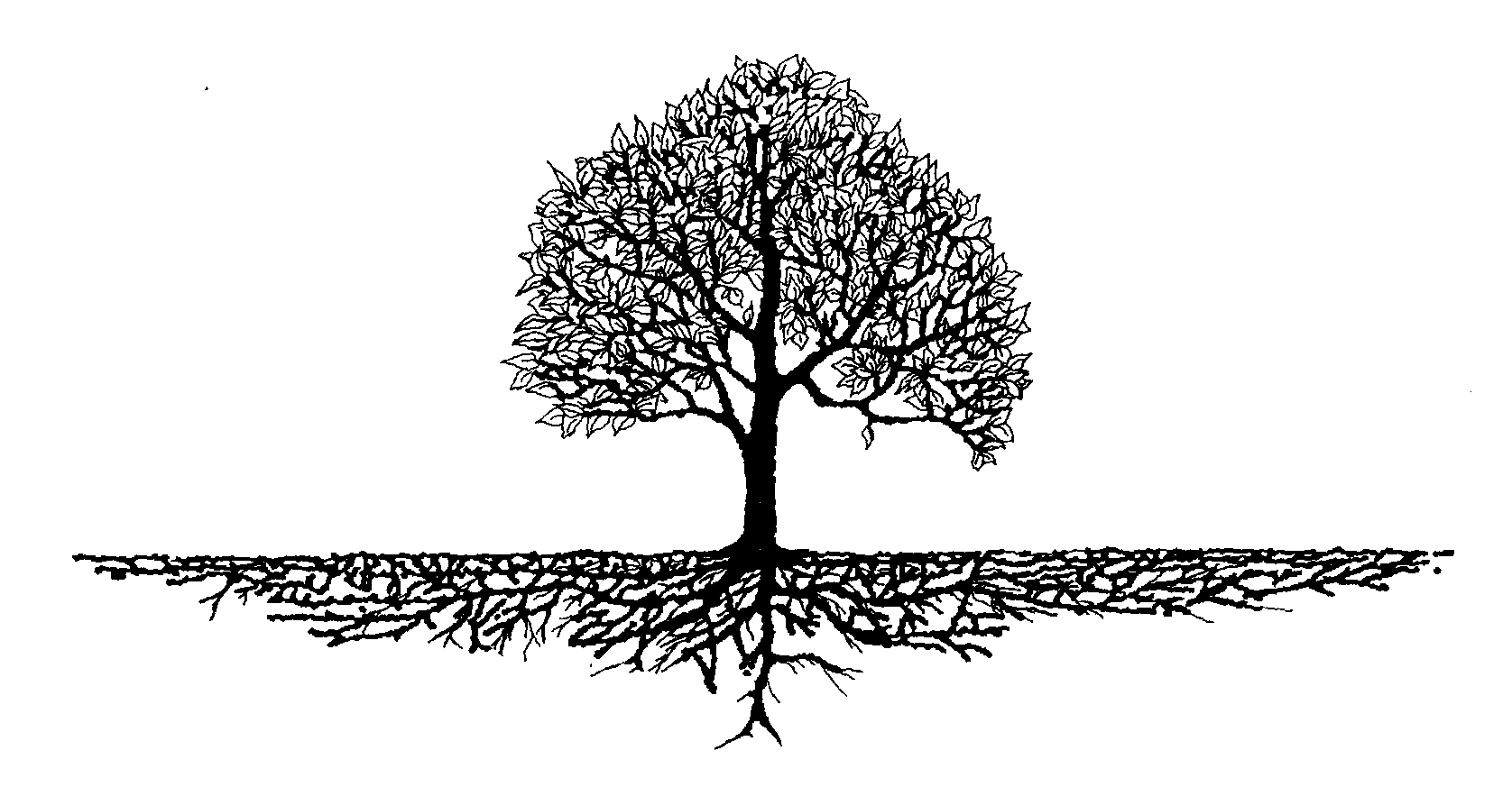 Simple Tree Root Clipart.