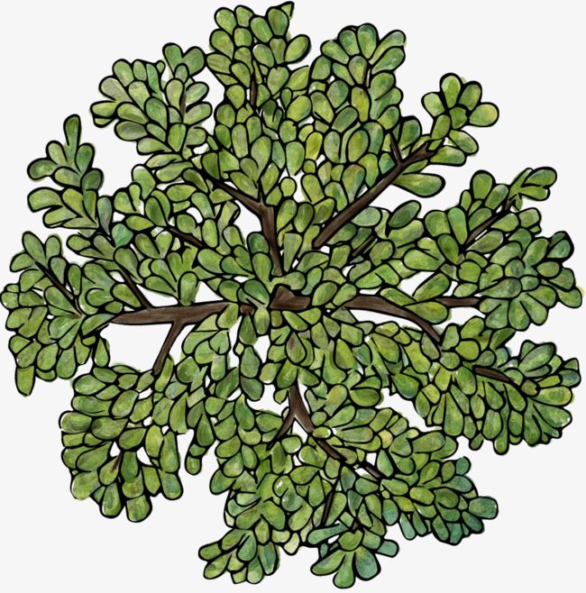 Green Trees, Plant PNG Transparent Clipart Image and PSD.