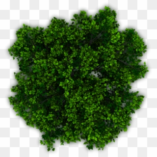 Tree Top View PNG Images, Free Transparent Image Download.