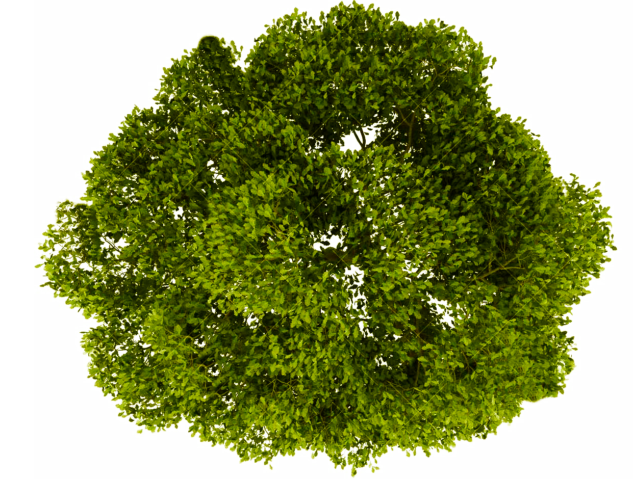 tree top view png photoshop 10 free Cliparts | Download images on