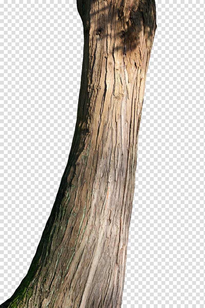 Tree trunk, brown tree transparent background PNG clipart.