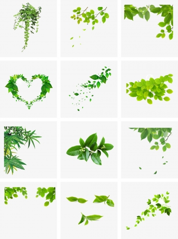 Vine Clipart Images, 205 PNG Format Clip Art For Free.