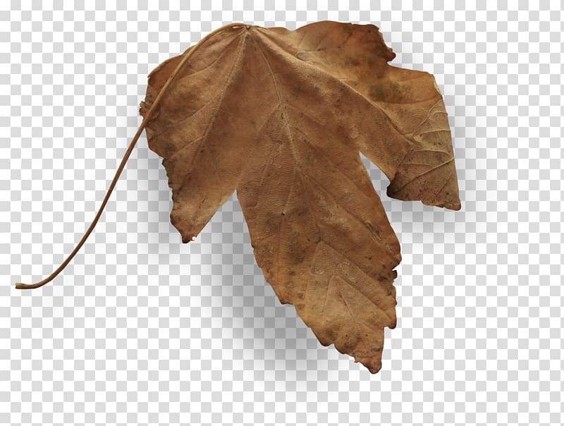 Autumn Leaves Leaf, falling leaves transparent background.