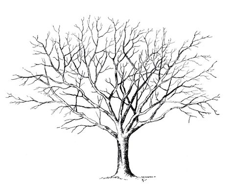 Silhouettes of Trees without Leaves.