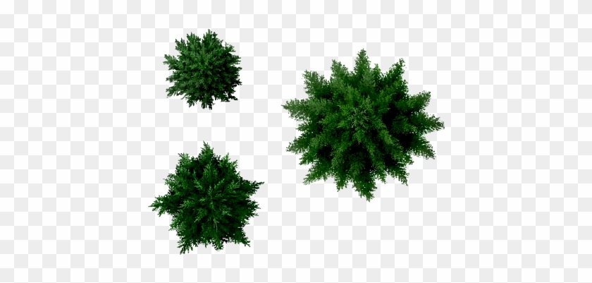 Grass PNG Images.