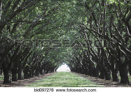 Pictures of Trees arching over rural path bld097278.