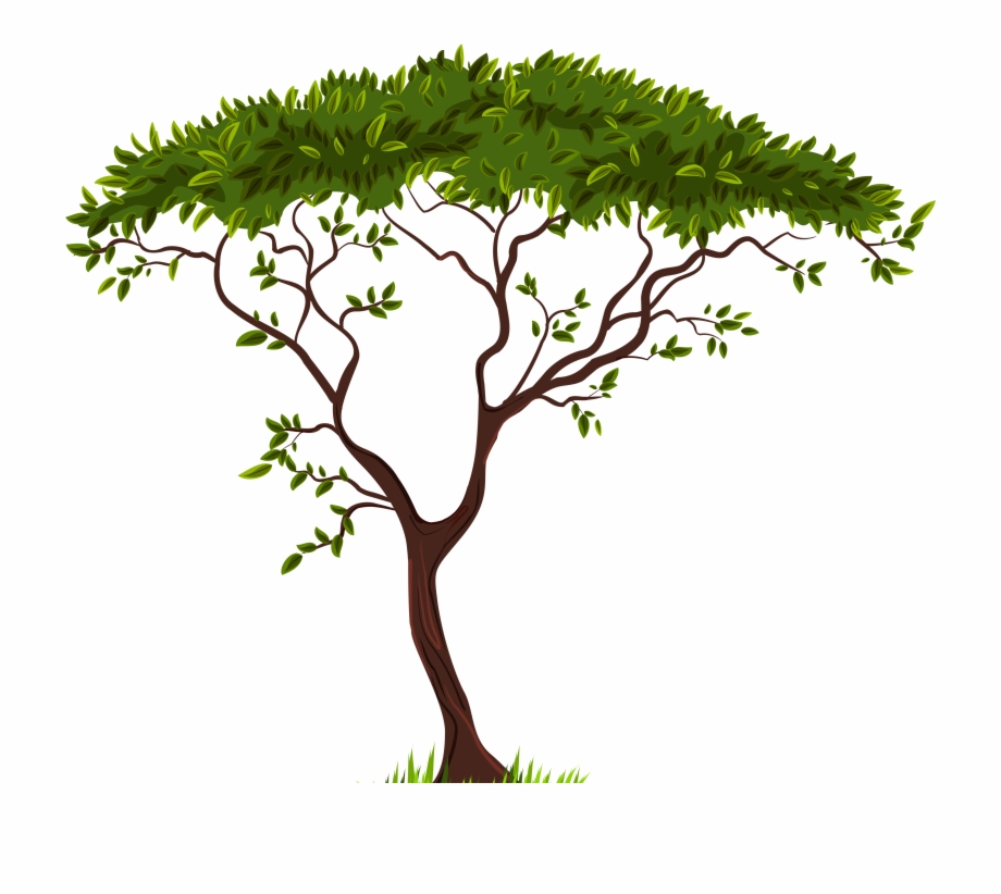 Africa Tree Png.