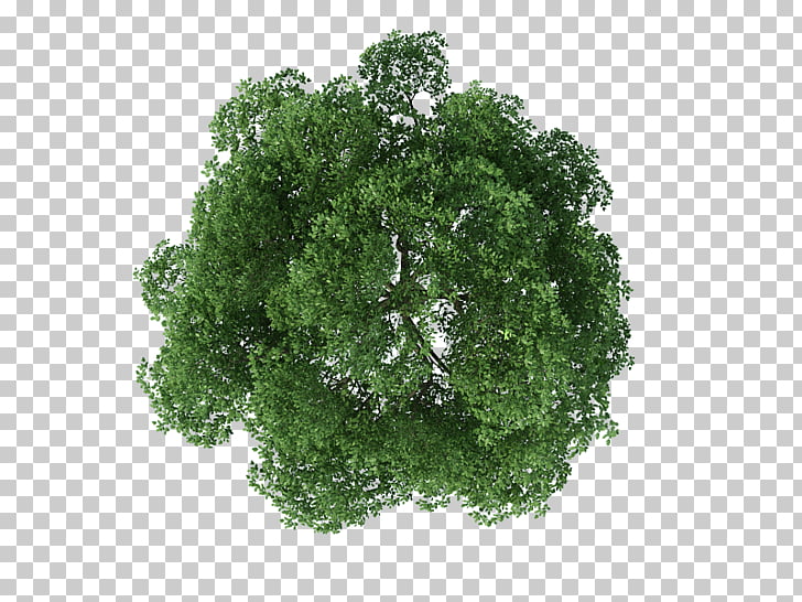 Tree Rendering, tree top view, photo of brown and green tree.