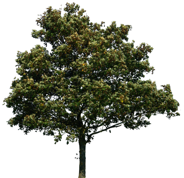 Trees for photoshop rendering png » PNG Image.