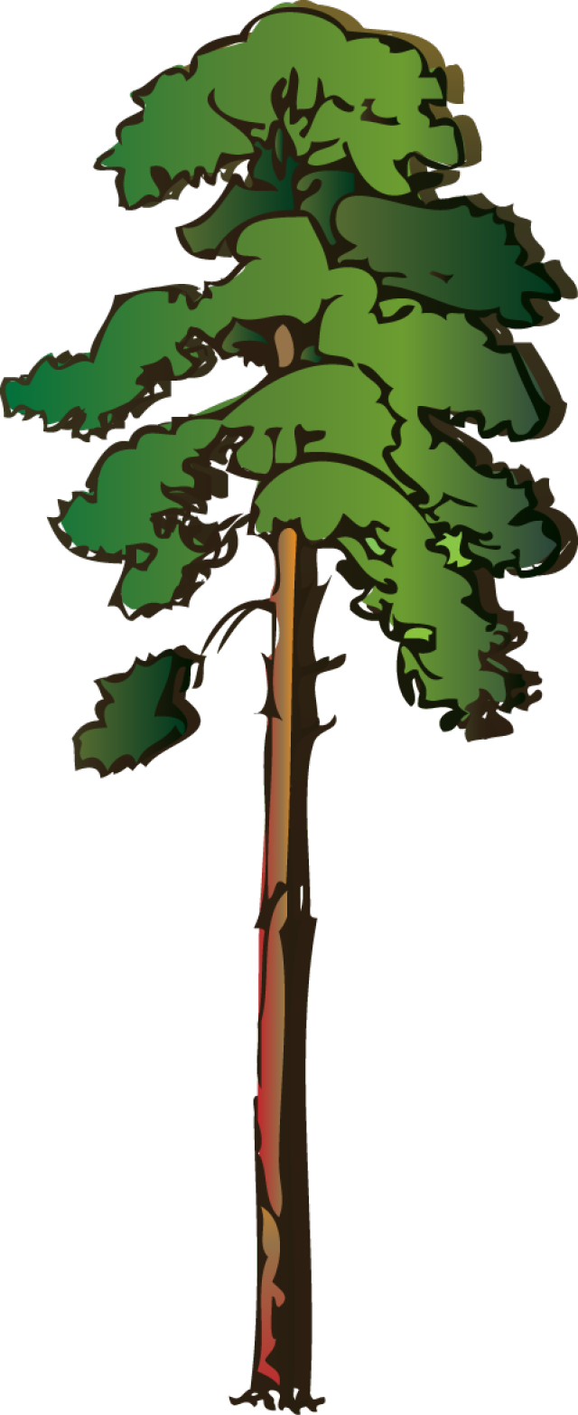 cartoon tall thin tree clipart - Clipground