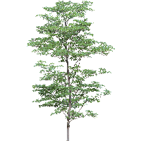 Download Tree Free PNG photo images and clipart.