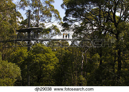 Pictures of Australia, Victoria, Otways, The Otway Fly Treetop.