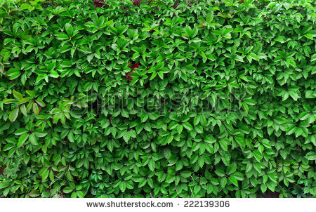 Leaves greening wall Free stock photos in JPEG (.jpg) 3648x5472.