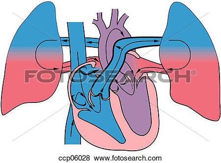 Stock Illustration of Trilogy of Fallot ccp06028.