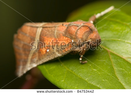 Tropical Cockroach Rainforest Understory Ecuador Stock Photo.