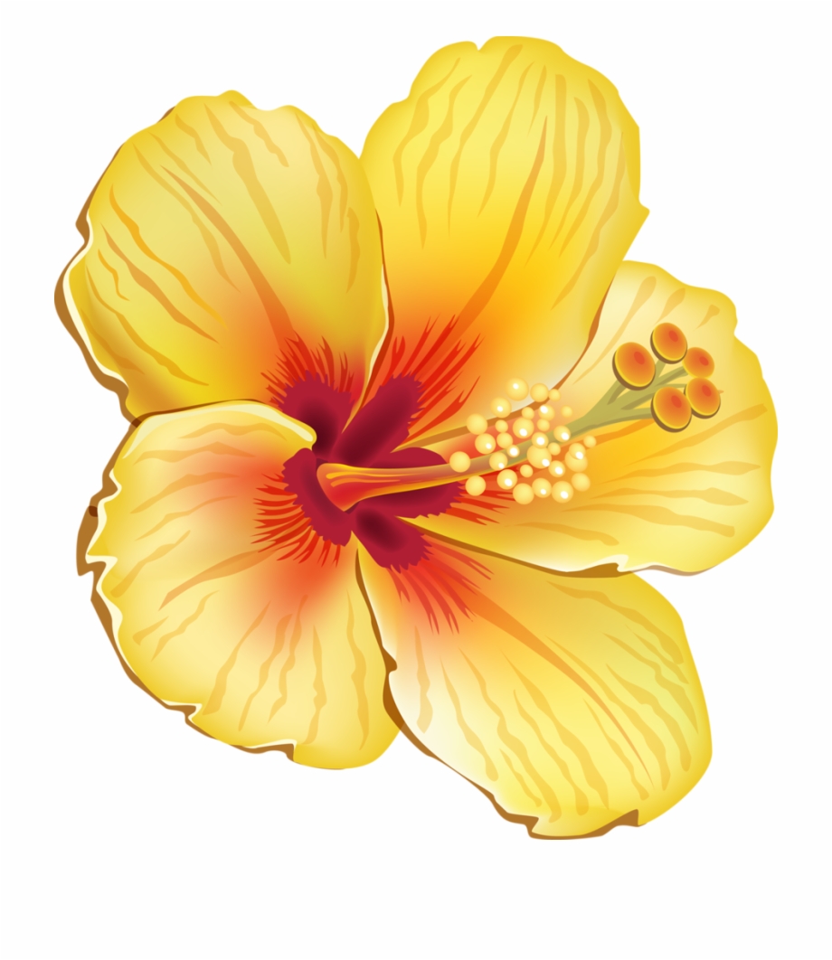 tropical flowers png 10 free Cliparts | Download images on Clipground 2021