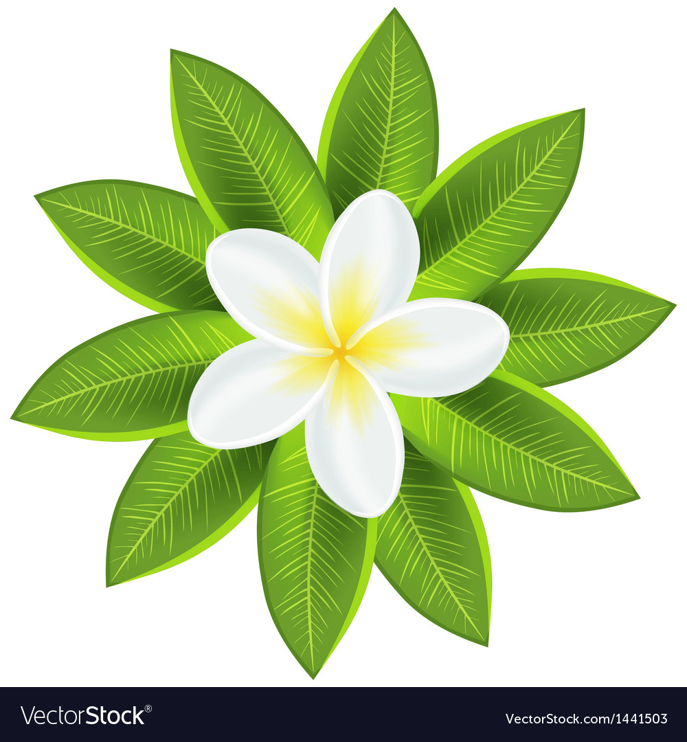 Free Free 205 Hawaiian Flower Svg Free SVG PNG EPS DXF File