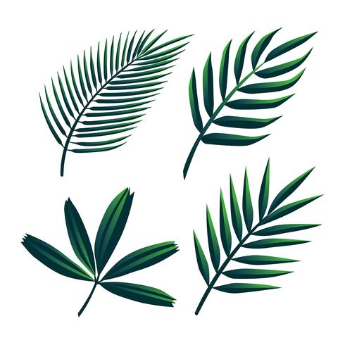 Tropical Palm Green Leaves Clipart Set Vector.