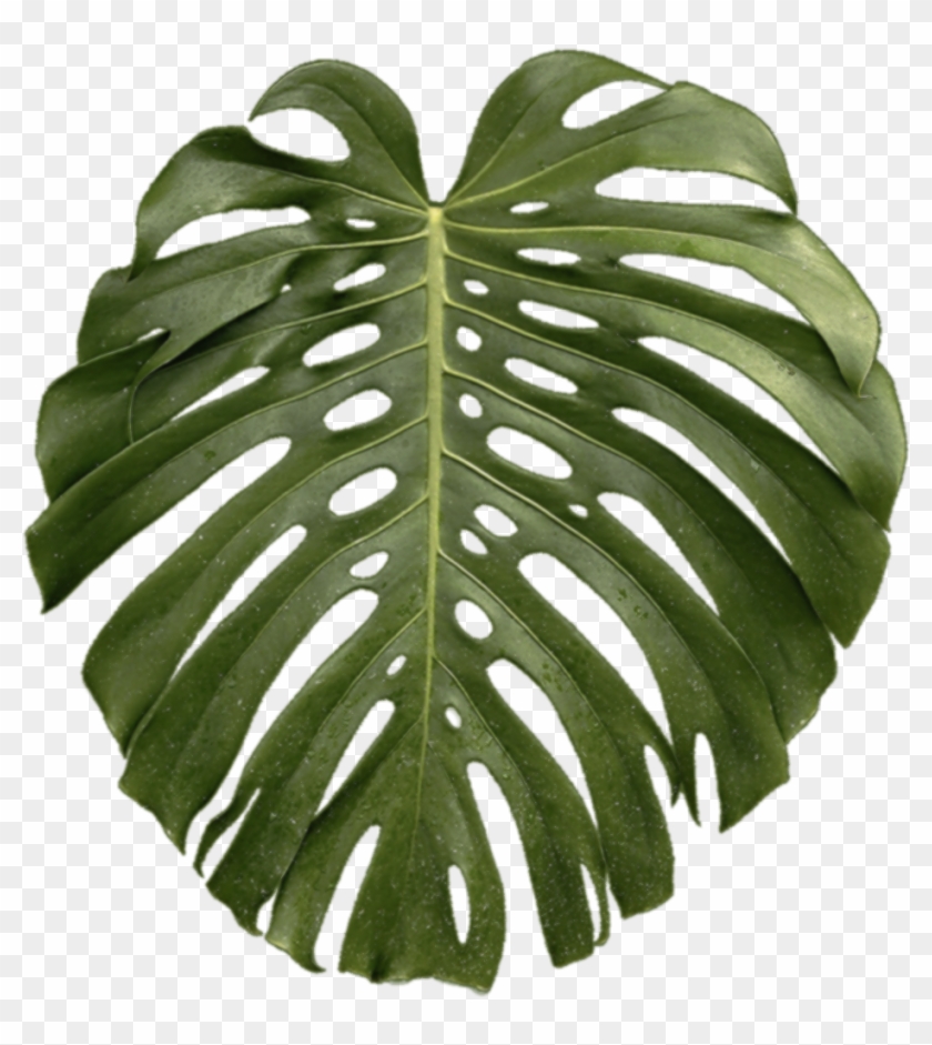 tropical plants png 10 free Cliparts | Download images on Clipground 2024