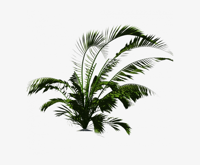 Tropical Plants Png Download.