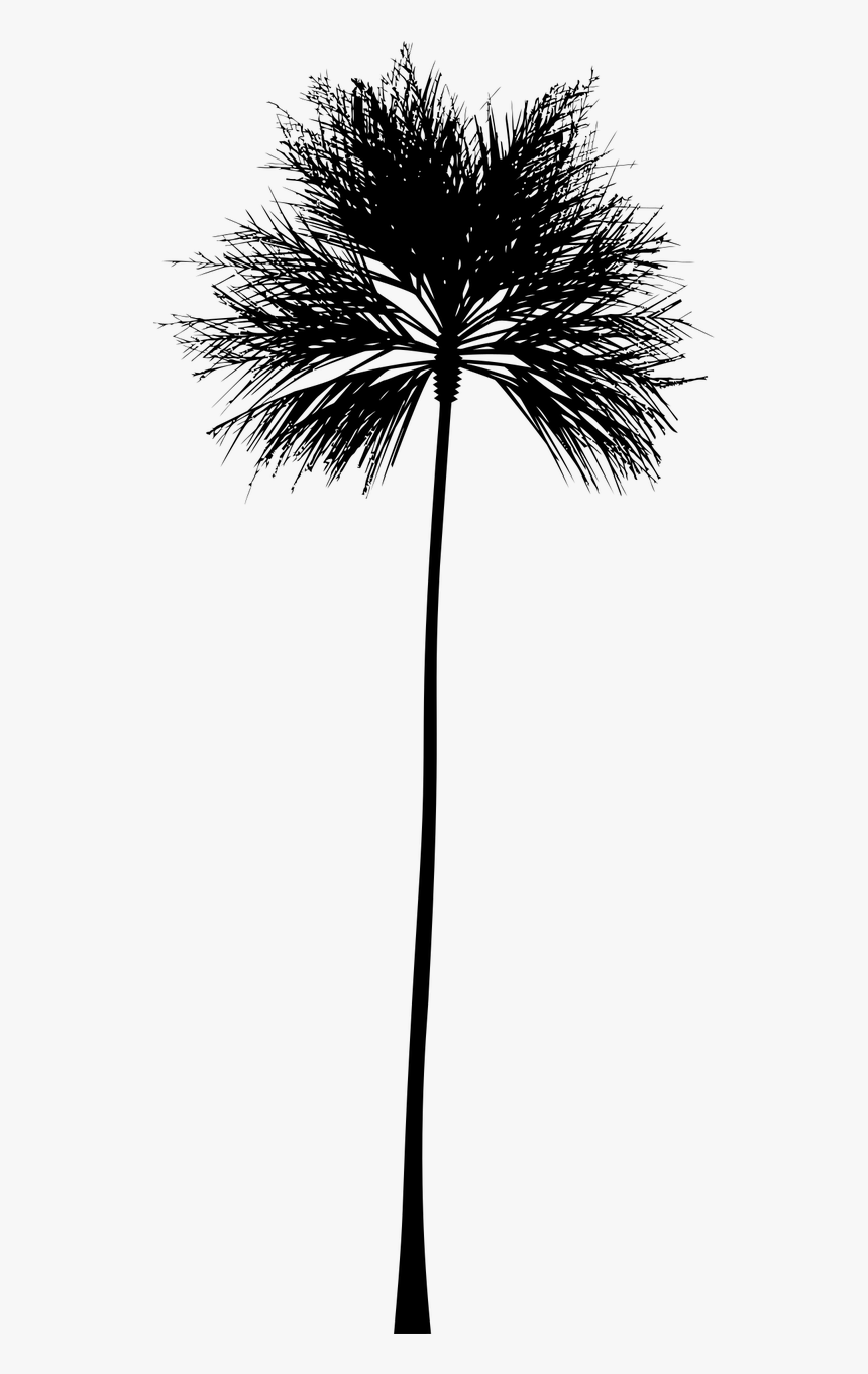 Transparent Tropical Clipart Black And White.