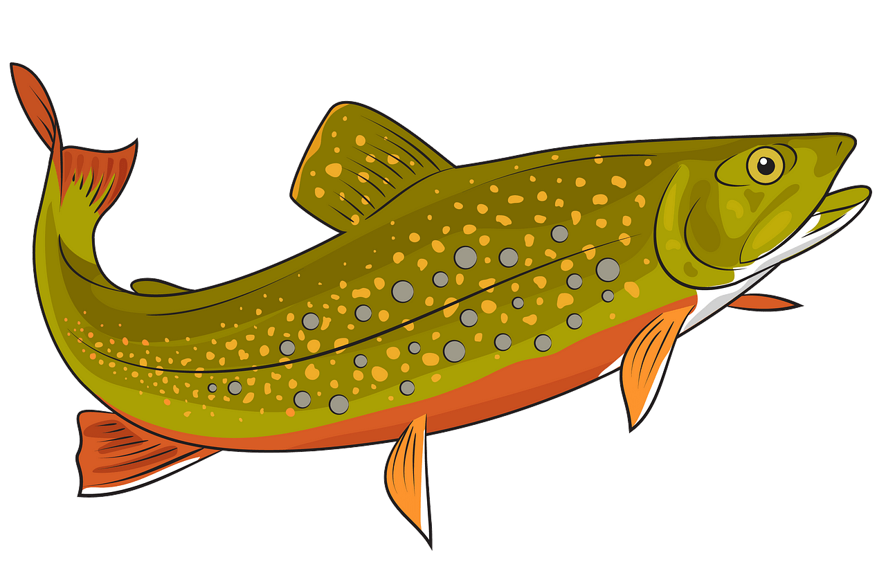 Brook Trout clipart. Free download..