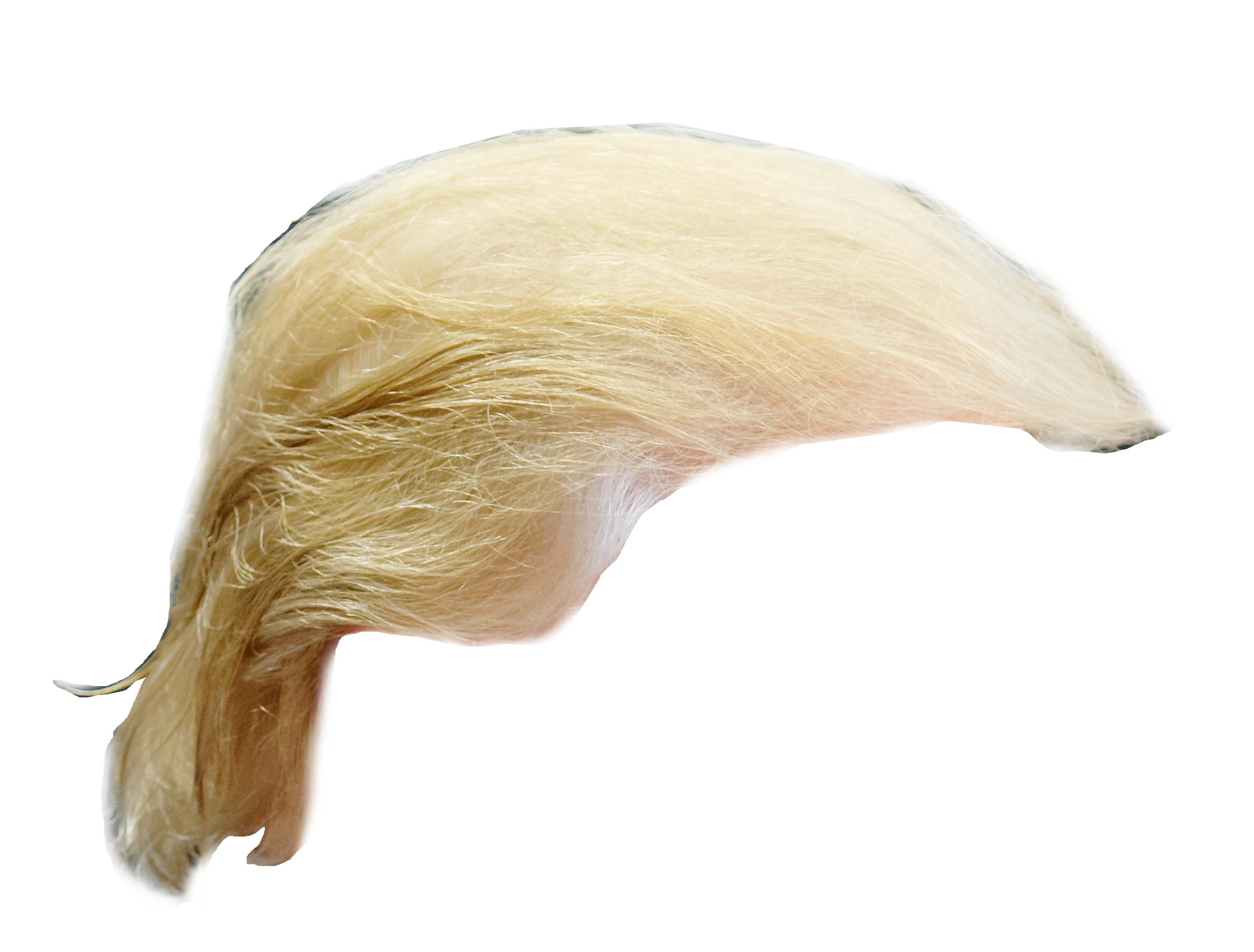 Trump Wig Png & Free Trump Wig.png Transparent Images #49978.