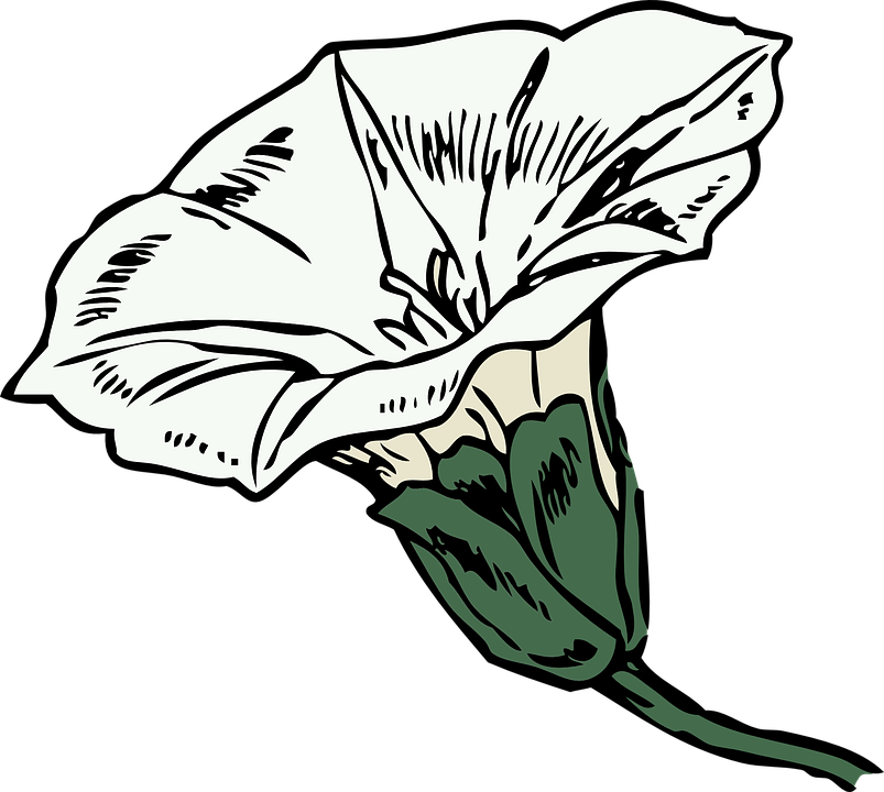 Free vector graphic: Bindweed, Flower, Plant, Blossom.