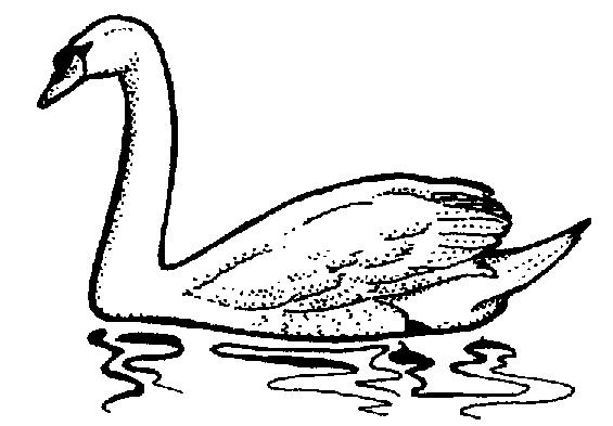 Similiar Trumpeter Swan Clip Art Keywords.