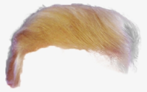 Trump Hair PNG, Transparent Trump Hair PNG Image Free.