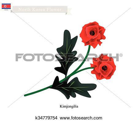 Clipart of Tuberous Begonia Flower or Kimjongilia Flower of North.