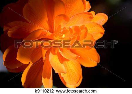 Stock Photo of Orange tuberous begonia k9110212.