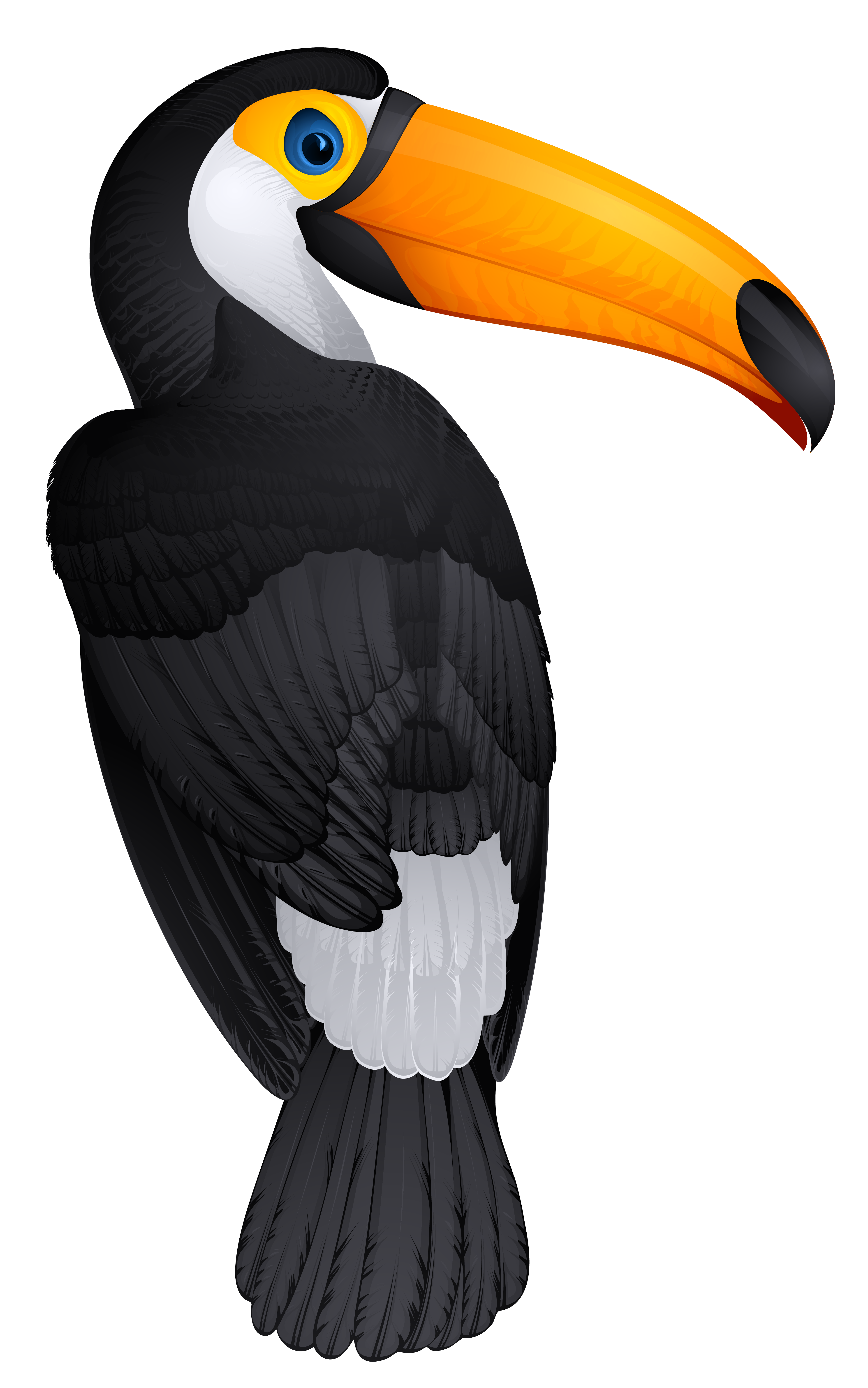 Tucan clipart 20 free Cliparts | Download images on Clipground 2021
